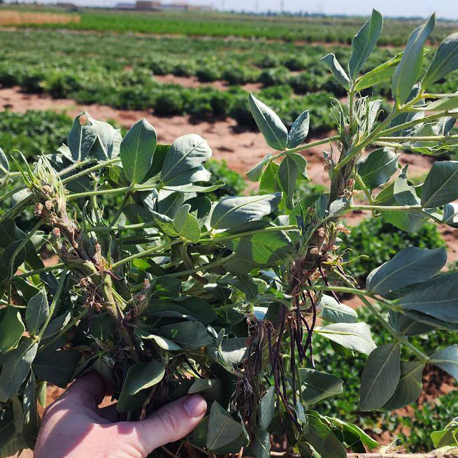 Yield prediction in a peanut breeding program using remote sensing data and machine learning algorithms
