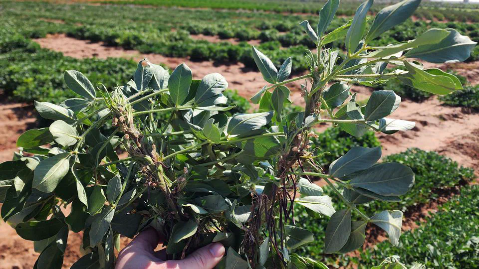 Yield prediction in a peanut breeding program using remote sensing data and machine learning algorithms