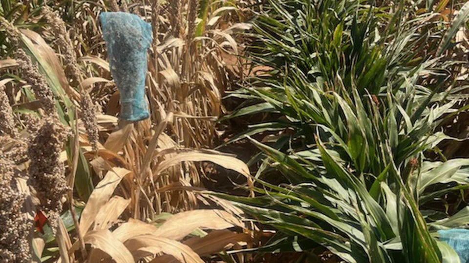 High-throughput phenotyping of stay-green in a sorghum breeding program using unmanned aerial vehicles and machine learning