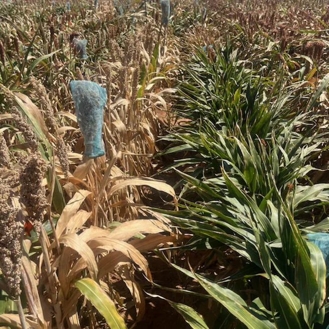 High-throughput phenotyping of stay-green in a sorghum breeding program using unmanned aerial vehicles and machine learning